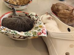 -平行世界·猫咖(首经贸店)