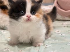 -珠海悠米米努特矮脚猫舍