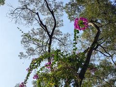 -深圳仙湖植物园