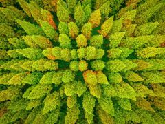 -黄海国家森林公园