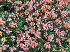 -徐家汇源景区-衡山公园