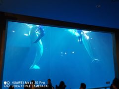 -大连圣亚海洋世界