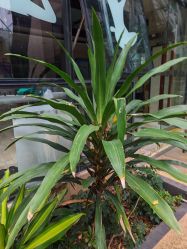 -心俞普拉提运动