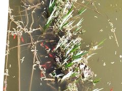 -武清南湖绿博园