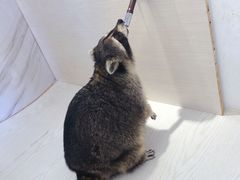 -浣熊柯尔鸭土拨鼠·电玩咖