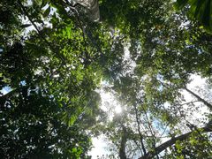 -海南热带雨林国家公园吊罗山景区