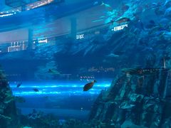 -迪拜水族馆及水下动物园