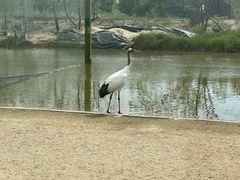 -盐城丹顶鹤湿地生态旅游区