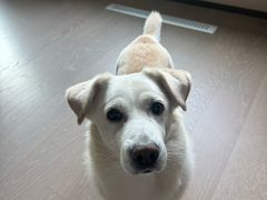 -瑞派·关忠动物医院猫科外科·异宠·24小时转诊中心(祥云店)