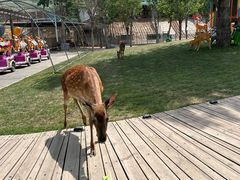 -北京鹿世界主题园