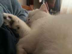 -老吴的猫·猫舍(新区店)