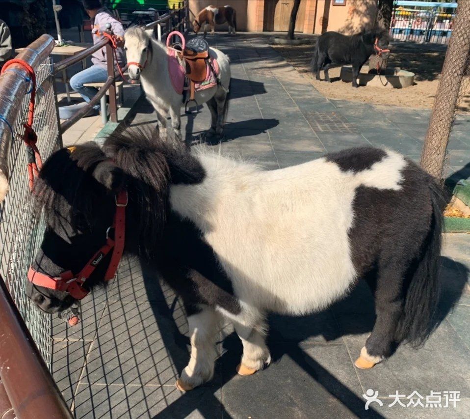 溜娃圣地/亲子动物园