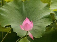 -莲湖公园