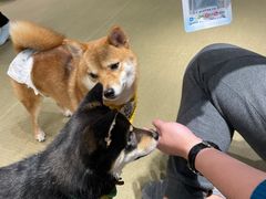 -逗柴咖啡屋·狗咖猫咖宠物桌游