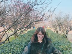 -香雪海