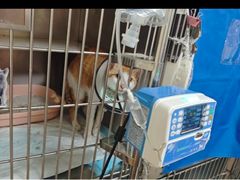 -乐琪宠物医院·犬猫专科·骨外科·急重症