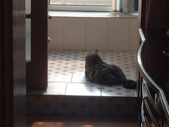 -瑞派福兴宠物医院犬猫全科·骨科·中西医结合(河东店)