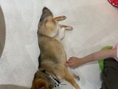 -柴务处·柴犬主题狗咖