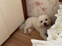 -小胖老味刨冰