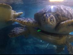 -烟台海昌鲸鲨海洋公园