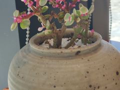 -古京·臻致料理(月湖店)