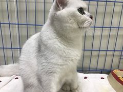 -瑞鹏宠物医院·骨科·猫科·内科(第一中心)