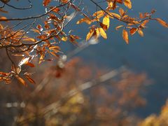 -黑河国家森林公园