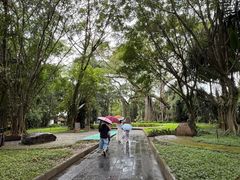 -瑞丽独树成林风景区