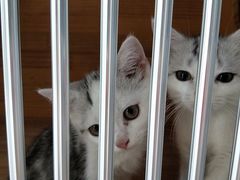 -柚子猫舍·精品猫舍购猫·猫咪认养·购宠·宠物店