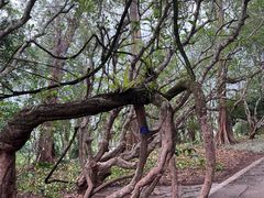 -中国科学院西双版纳热带植物园