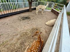 -丽泽山庄·生态怀柔菜·虹鳟鱼(红螺寺店)