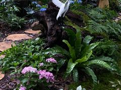 -深圳仙湖植物园