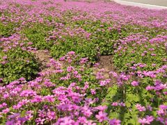 -石家庄市植物园