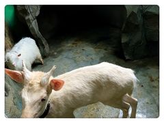 -白鹿仓冰雪海洋世界