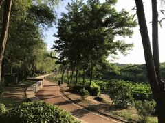 -丁香湖公园