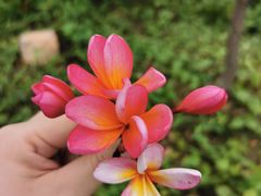 -美的鹭湖森林度假区