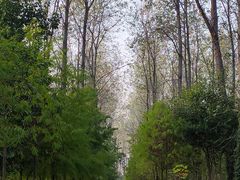 -合肥滨湖国家森林公园