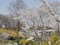 -羊山湖公园