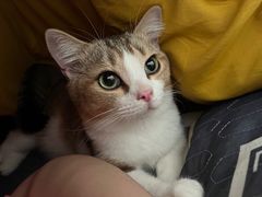 -宠物梦想家(日月豪庭店)