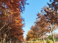 -上海长兴岛郊野公园