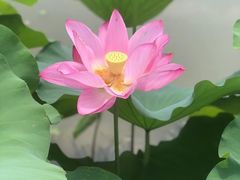 -瑞思教育·少儿英语(凯德校区)