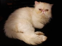 -宠颐生动物医院·猫科·心脏科(海口分院)