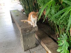 -龙华寺