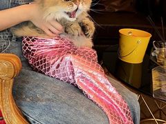 -猫大福·Fortune Cat猫舍(百子湾店)