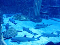 -芜湖新华联大白鲸海洋公园