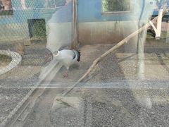 -青藏高原野生动物园