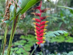 -中国科学院西双版纳热带植物园