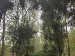 -合肥滨湖国家森林公园