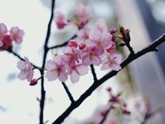 -天适樱花悠乐园