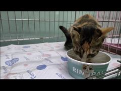 -瑞派旺宝宠物医院·犬猫全科综合·尿道专科(莲兴院)